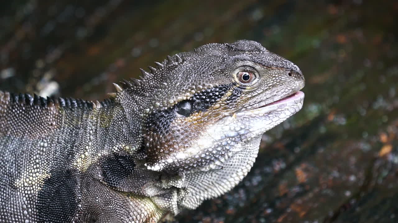 dragón de agua australiano comiendo en cámara lenta