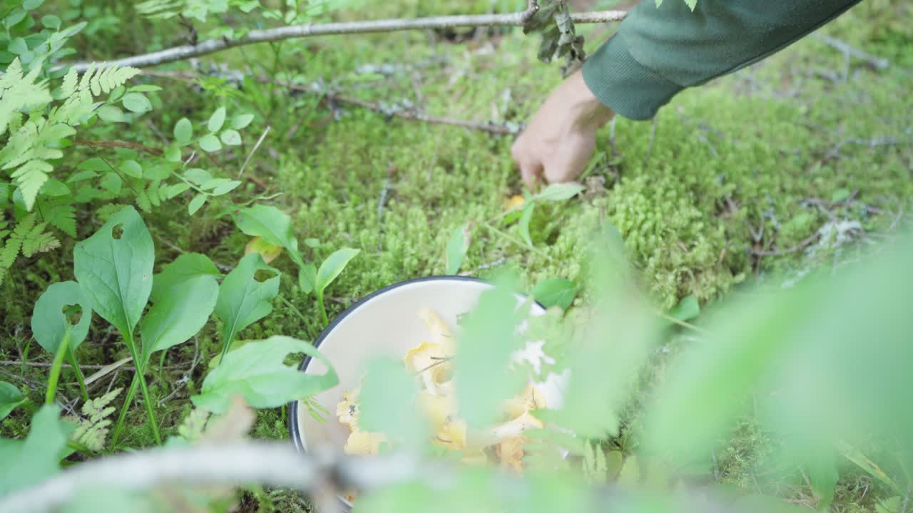 삼림 지대에서 살구 버섯을 따는 남자, 건강하고 먹을 수 있는 버섯