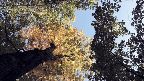 La-Cámara-Mira-Hacia-Arriba-Y-Se-Mueve-Lentamente-Bajo-Los-Altos-árboles-De-Otoño