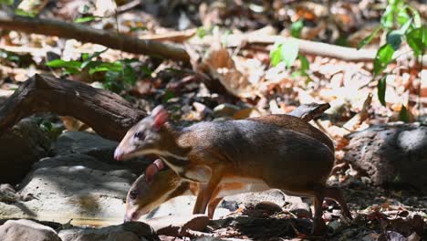 Lesser-Mouse-deer,-Tragulus-kanchil