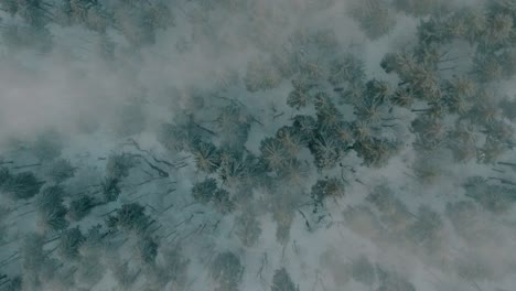 -Aerial-view-of-mountain-trees-at-Carpathian-mountains-in-Romania