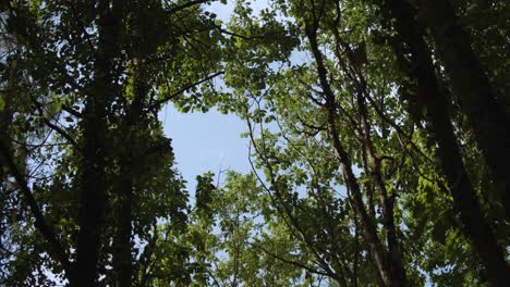 escena del bosque