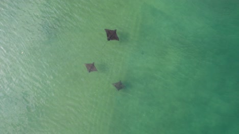 three spotted eagle rays swimming in clear ocean water
