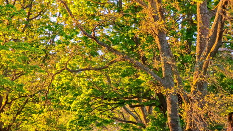 autumnal foliage of trees on a sunny day in the park. tracking shot
