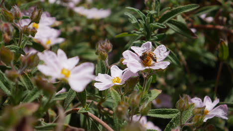 A-honey-bee-feeding-on-nectar-and-collecting-pollen-on-pink-wild-flowers-during-a-California-bloom