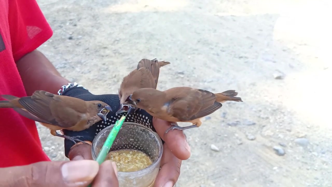 3羽のヒナのスズメへの餌やりをクローズアップ