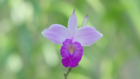 wild orchid close up dof shot