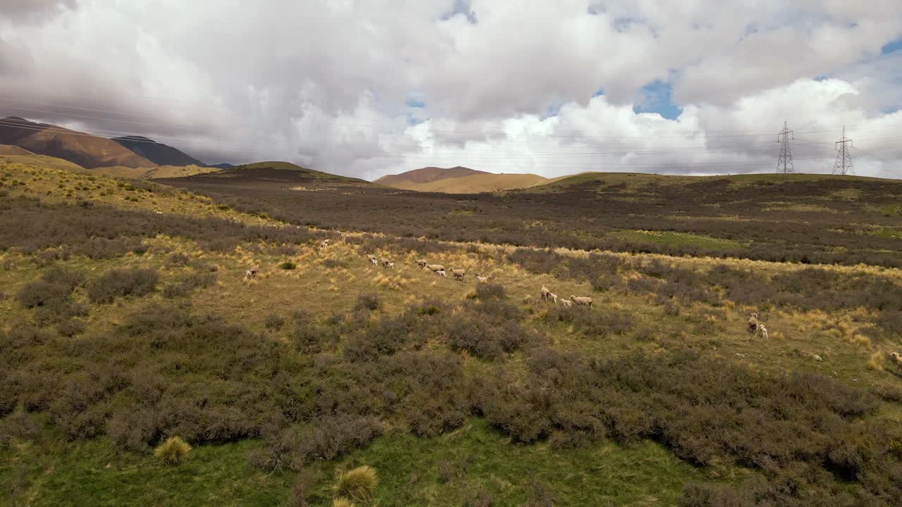 vista aérea de ovejas pastando en cordilleras remotas de nz