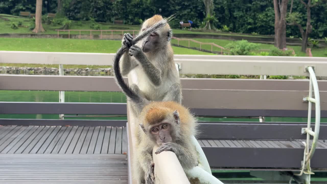 los macacos de cola larga que comen cangrejos se asean entre sí en el embalse de macritchie, singapur.