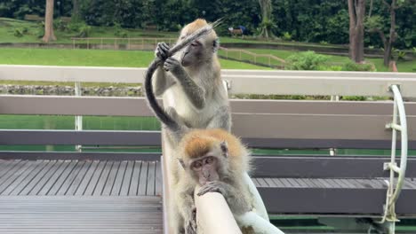 long-tailed crab-eating macaque grooming each other in macritchie reservoir, singapore