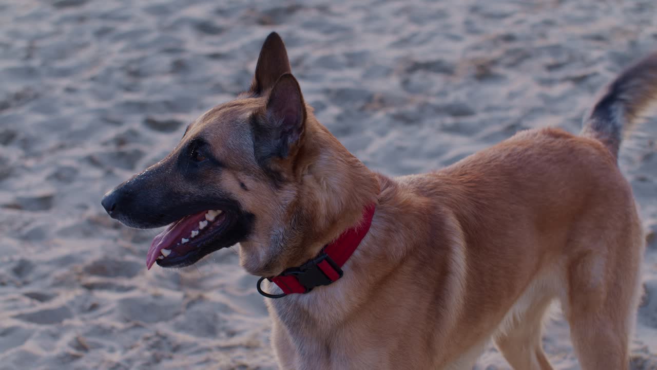 un retrato en video de un perro pastor de animales de compañía en la playa, estilo cinematográfico en cámara lenta