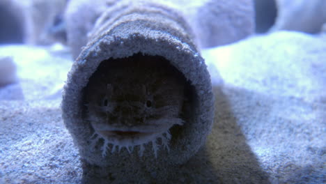 primer plano de un pez sapo juvenil en el nido bajo el agua