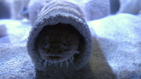 close up of a juvenile toadfish in the nest underwater