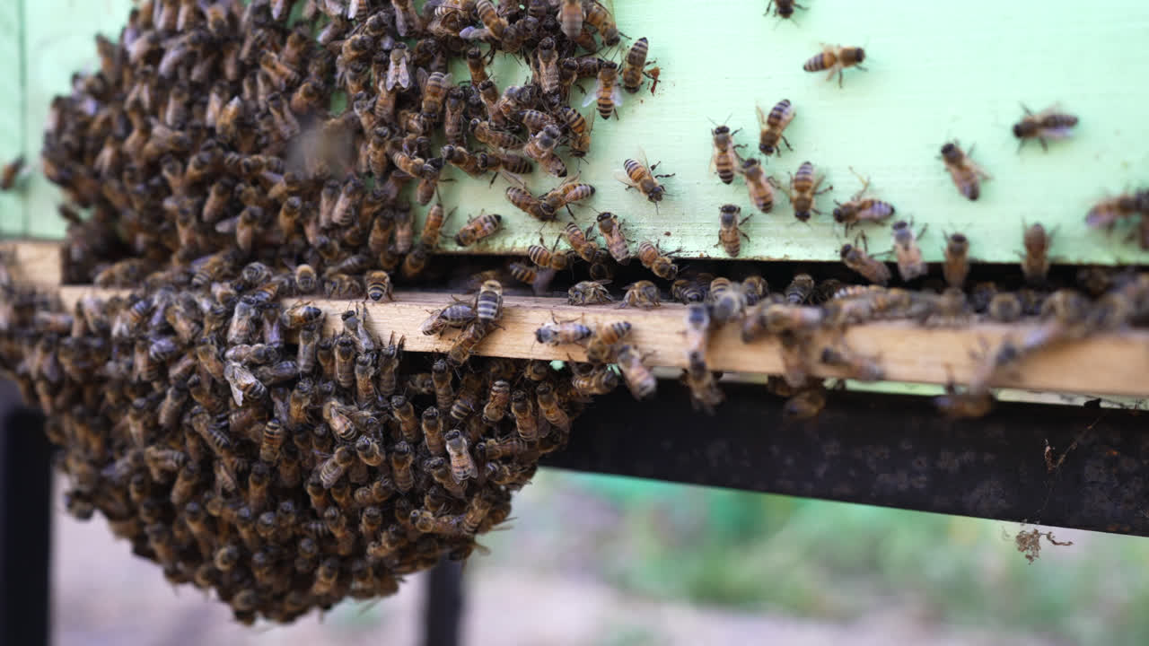 칠레 의 푸에 에 있는 초록색 벌집 밖 에서 낮 에 모이는 큰 벌