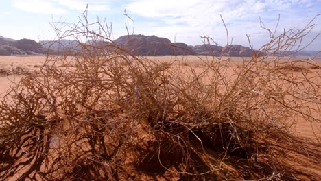 closeup of woody shrub plant in hostile, barren red sandy desert view of wadi rum in jordan, middle east