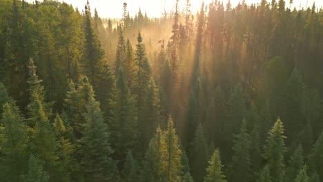 amanecer en un bosque brumoso