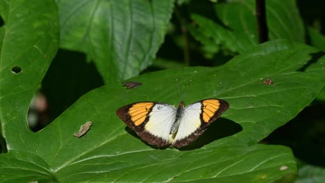 basking on a leaf under the morning sun and then flies away