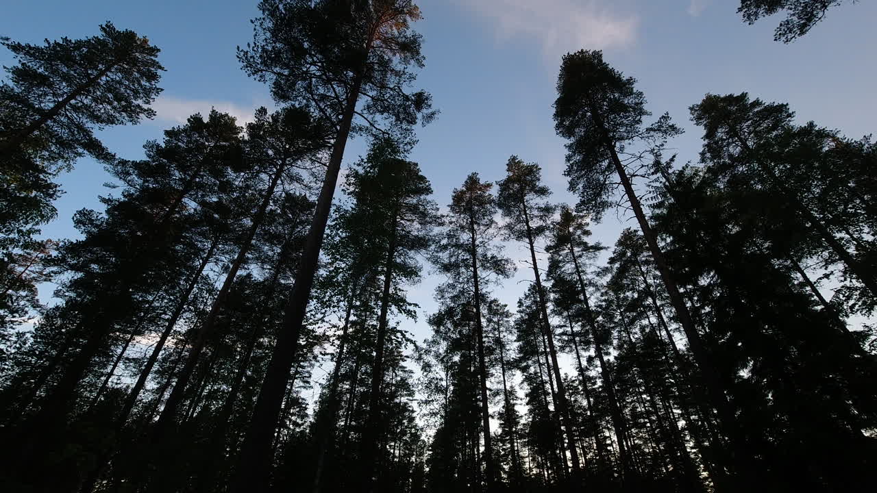 Time lapse of silhouette of tall trees in a coniferous forest