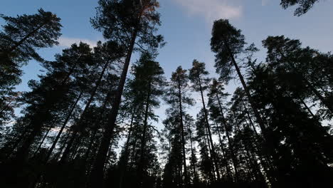 time lapse of silhouette of tall trees in a coniferous forest