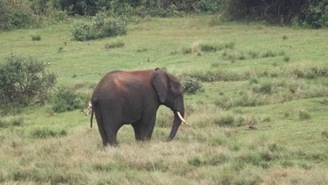 A-Single-African-Elephant-In-The-Midst-Of-Green-Savannah-In-Aberdare-National-Park,-Kenya,-Africa