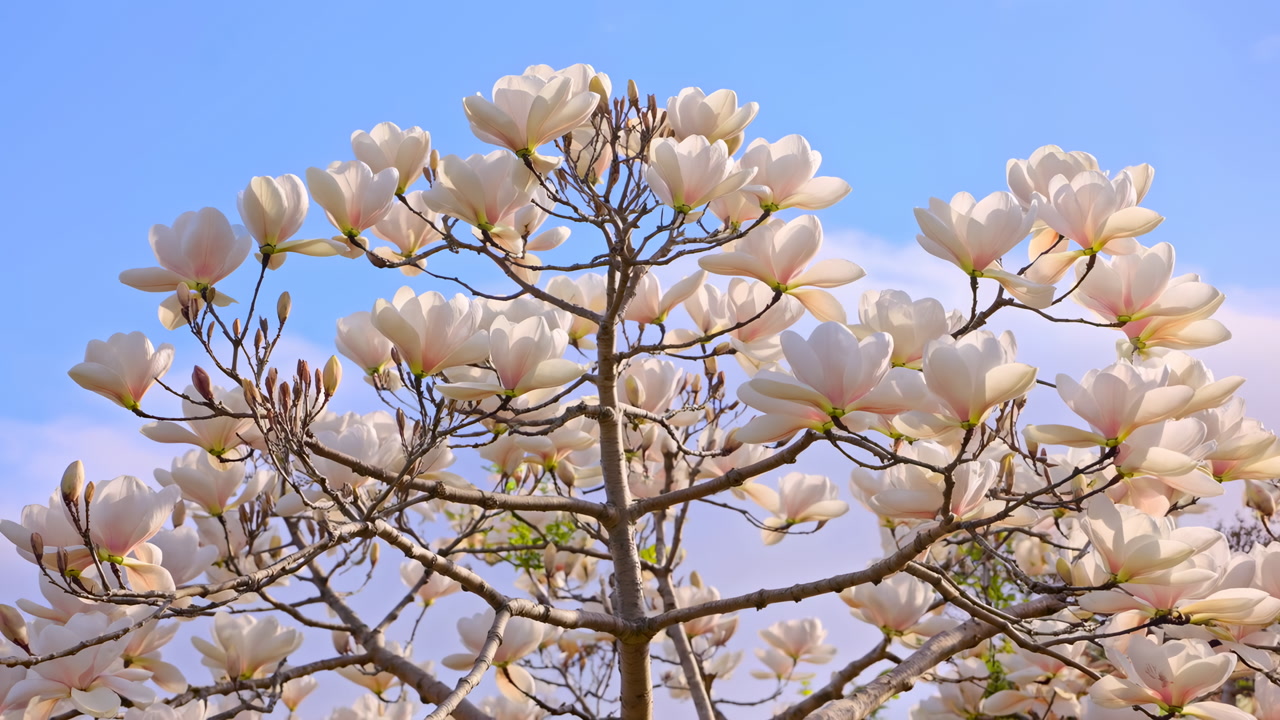 Magnolia Blossoms Against Clear Blue Sky, Soft Ivory Petals Unfurl Across Delicate Branches, Warm Sunlight