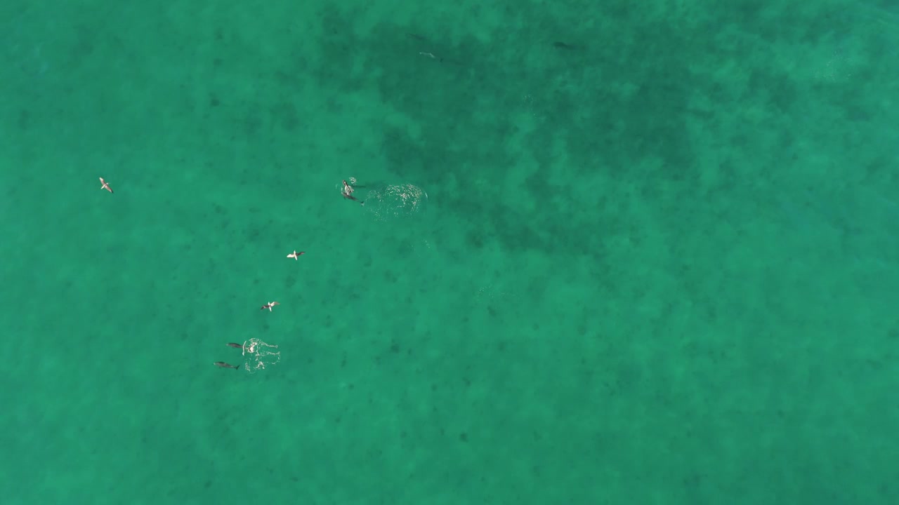 Vista a volo d'uccello su delfini marini che nuotano in un Oceano Pacifico calmo, limpido e blu.