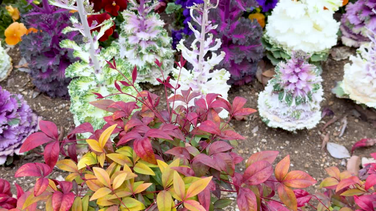 A slow camera tilt reveals red nandina leaves, ornamental kale, and colorful pansies outdoors