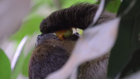 pereza hambrienta colgando de un árbol disfrutando de su comida