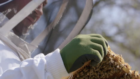 Imkerei---Imker-Inspiziert-Sorgfältig-Einen-Bienenstockrahmen-In-Einem-Bienenhaus,-Nahaufnahme