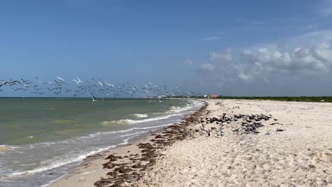 disparo a cámara lenta de gaviotas despegando en la playa en busca de comida en yucatán