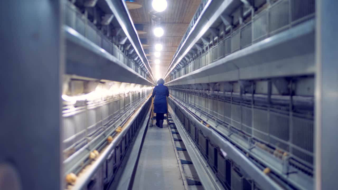 фабричный работник идет вдоль прохода подразделения с молодыми цыплятами