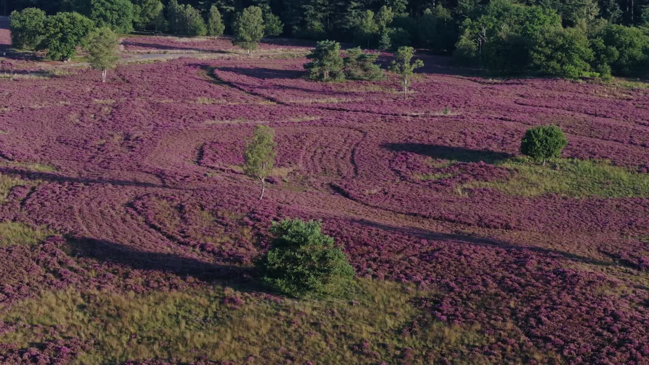 Aerial view of heather field landscape with trees