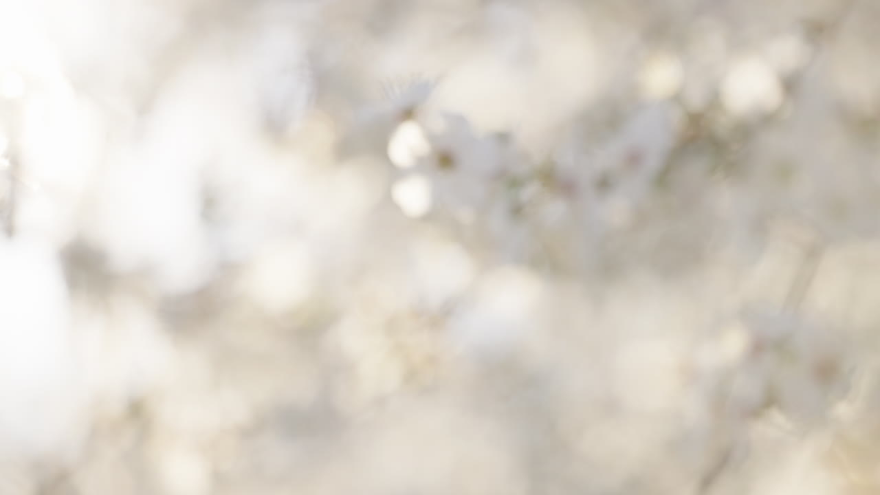 Flores de la primavera