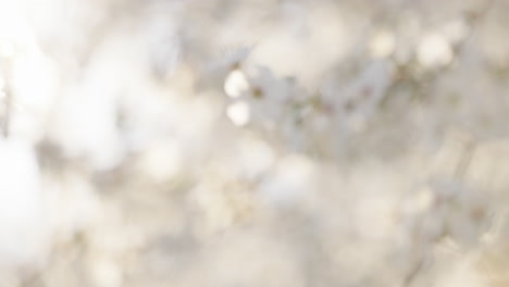 las flores de primavera
