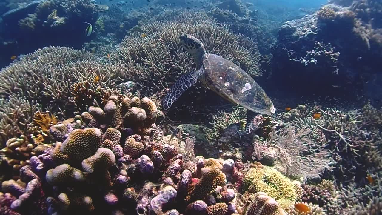 En skildpadde svømmer alene og kigger op for at se, hvad der er i koralmiljøet omkring den.