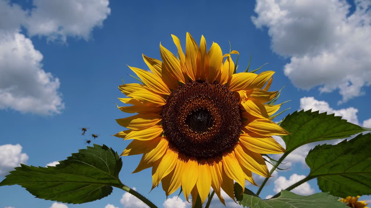 Close-up of a vibrant sunflower against a blue sky with fluffy clouds