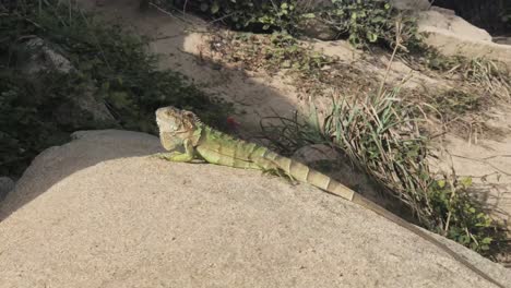 Leguan-Zu-Fuß-Auf-Einem-Felsen-An-Einem-Strand-In-Der-Karibik