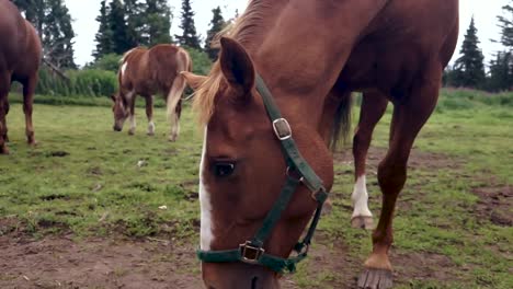 Brown-horse-in-pasture-eating-grass-close-up