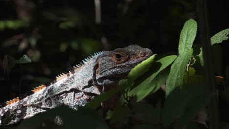 black spiny tailed iguana relaxes in costa rica rainforest