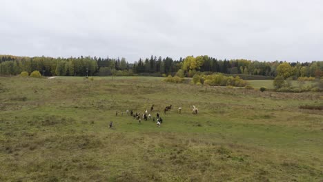 Hermosa-Inclinación-De-Drones-De-Caballos-Corriendo-En-Un-Campo-Para-Ver-El-Paisaje