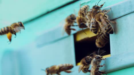 bees flying out of the hive in summer, sunny day to nectar. slow motion