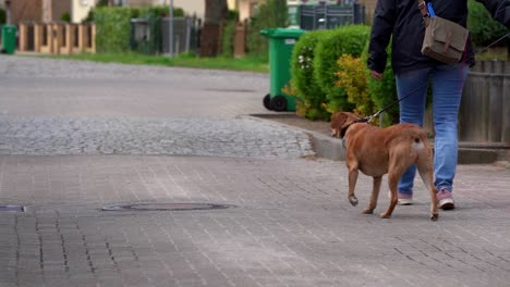 Hund-Geht-In-Einer-Stadt-Mit-Besitzer-An-Der-Leine-Spazieren
