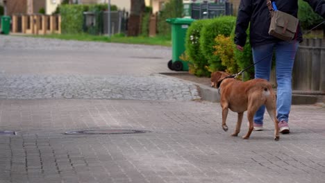 Perro-Paseando-En-Una-Ciudad-Con-El-Dueño-Con-Correa