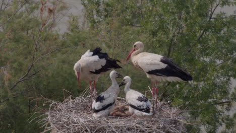 white stork family in nest