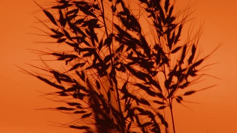 Gorriones-Reyezuelos-Y-Dickcissels-Son-Vistos-Al-Atardecer-En-Un-Refugio-Nacional-De-Vida-Silvestre-De-Missouri