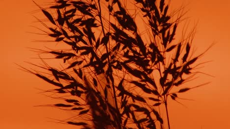 gorriones, reyezuelos y dickcissels se ven al atardecer en un refugio nacional de vida silvestre de missouri