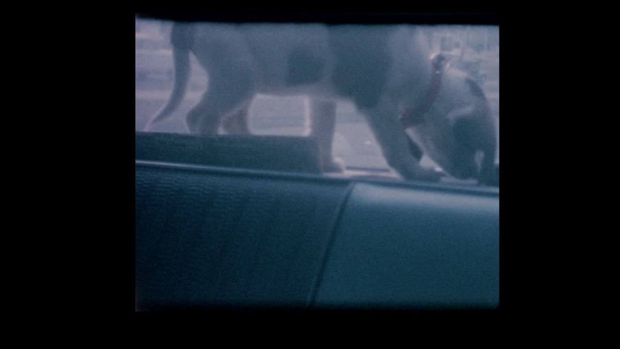 Puppy in rear window of car