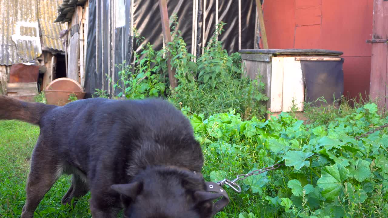 아름다운 회색 개가 리를 흔들고 미소 짓고 있다.