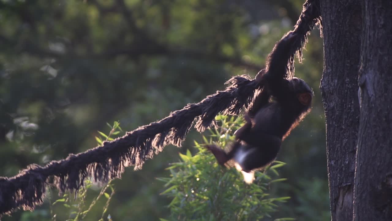 un pequeño mono escalando, un simpático chimpancé jugando, un día cálido y soleado, naturaleza y selva