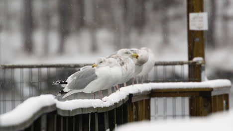 Gaviotas-Alineadas-En-Una-Barandilla-De-Madera-Mientras-Nieva